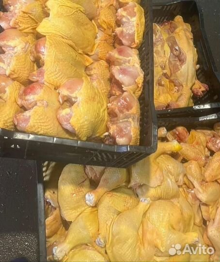Мясо курицы оптом
