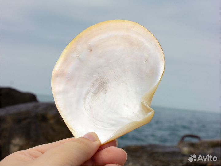 Ракушки жемчужницы круглые от 380 до 450р/шт