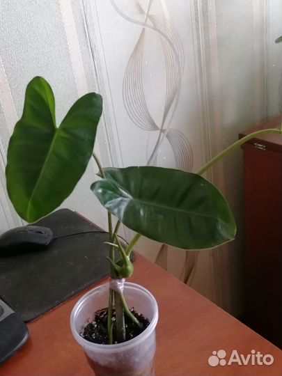 Филодендрон