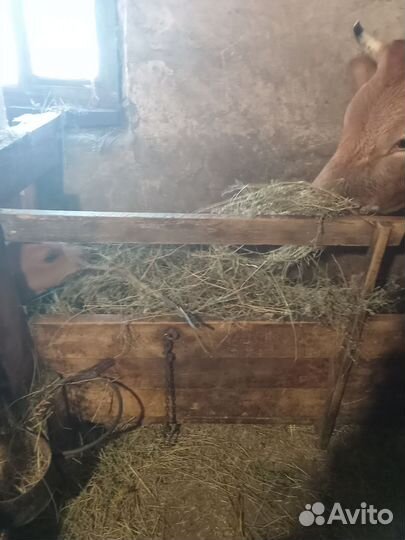 Джерсийские телята