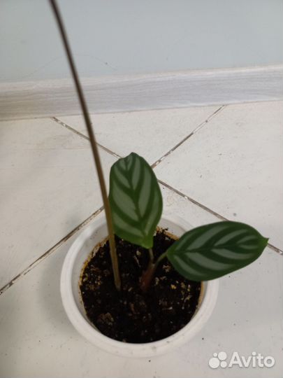 Комнатные растения по одной цене