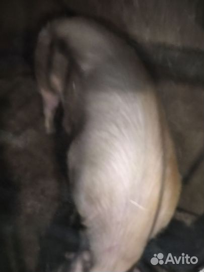 Продам хряка