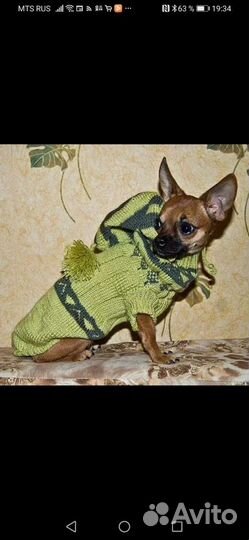 Одежда для собак мелких пород чихуа хуа