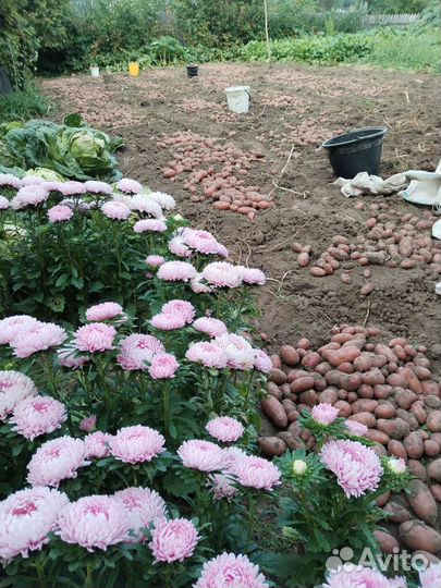 Семенной картофель