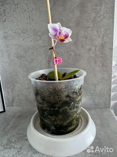 Орхидея
