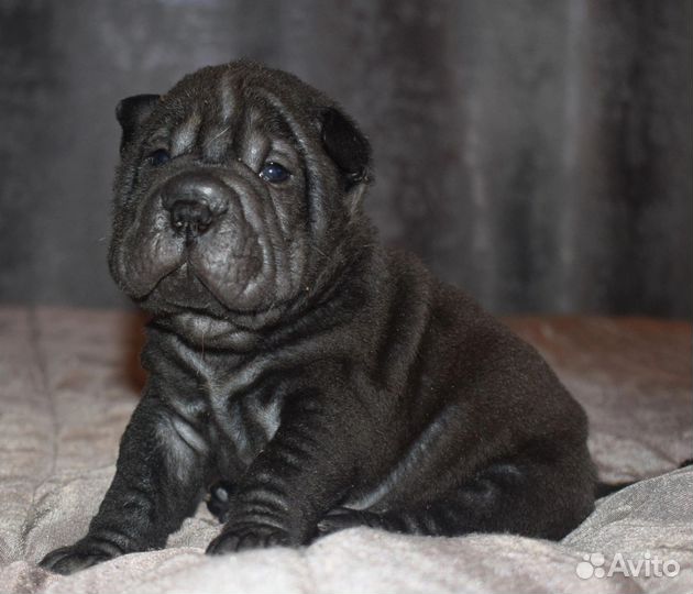 Плюшевое чудо шарпей