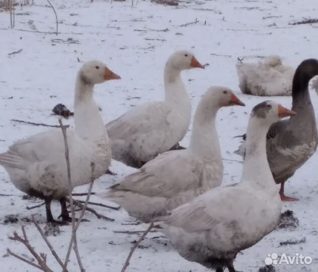Гуси