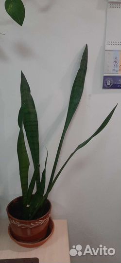 Комнатные растения Тещин язык