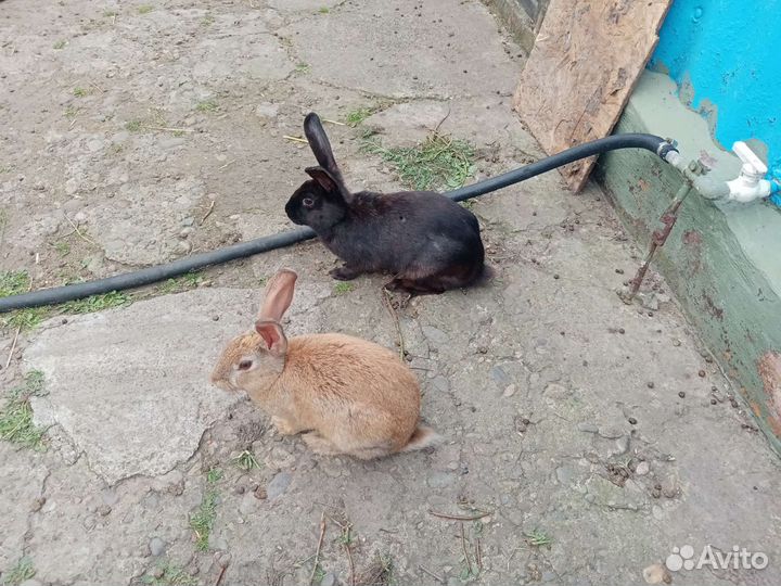 Продаются кролики