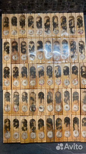 Пчелы матки 2024г, пчелопакеты. ВДНХ