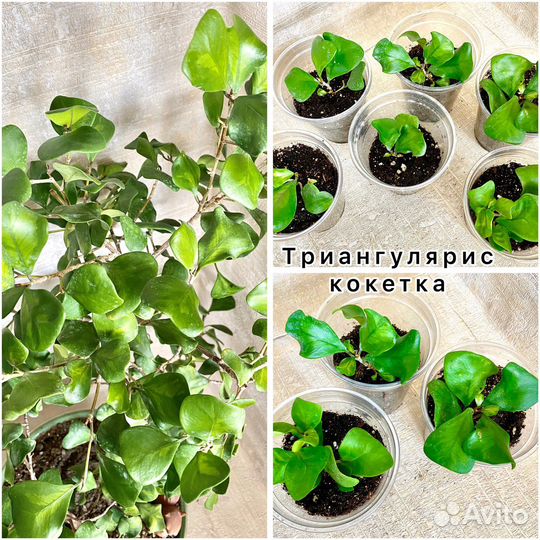 Редкие сорта фикусов