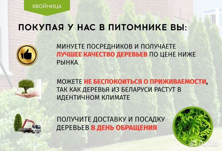 Туи в ассортименте:Брабант,Колумна, Смарагд