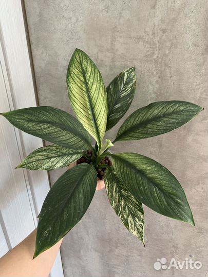 Спатифиллум