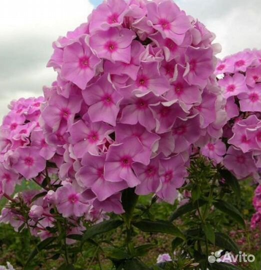 Флоксы. 9 сортов