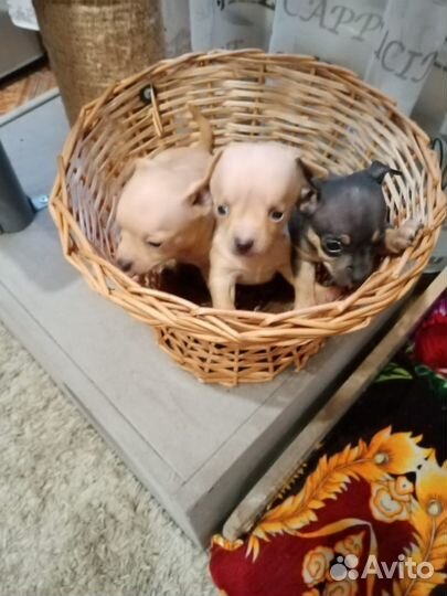 Той-терьер щенки