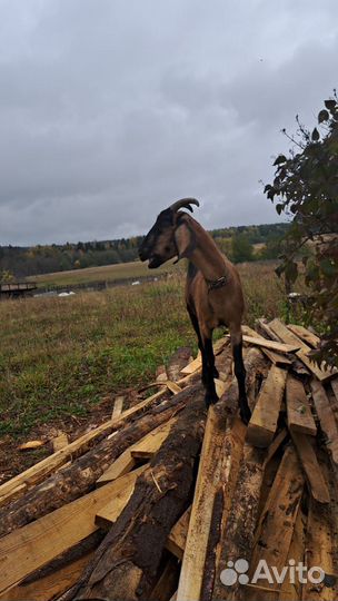 Нубийские козы камори заинские