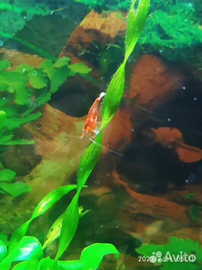 Аквариумные креветки