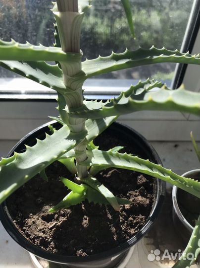 Алоэ столетник 3 года алое