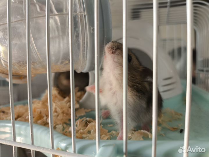 Джунгарский хомяк