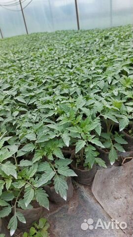 Рассада помидор