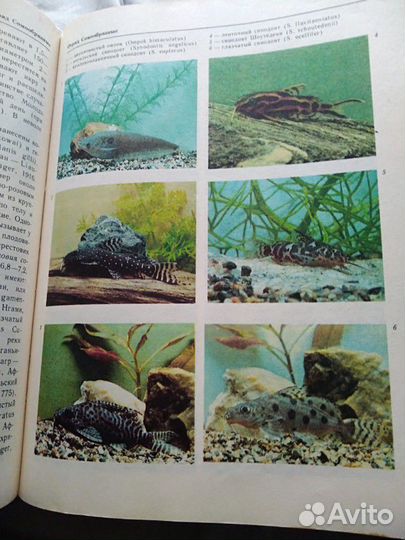 Декоративное рыбоводство Новая