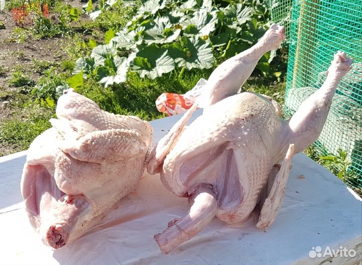 Продам мясо индейки