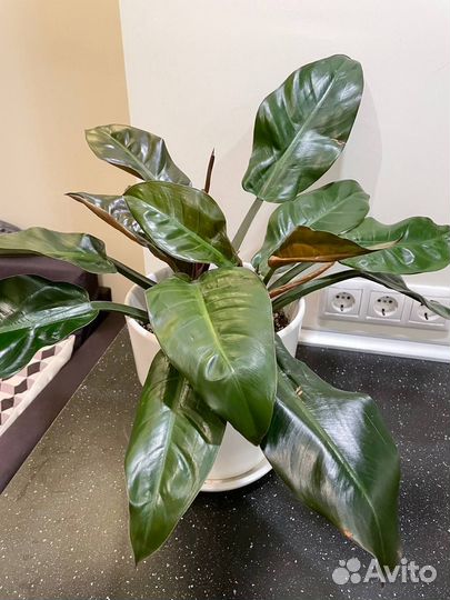 Филодендрон imperial red (империал ред)