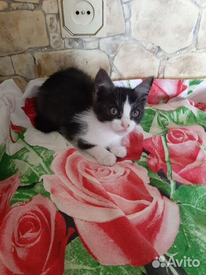 Котенок нос не грязный (мушка) - в добрые руки