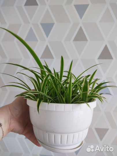 Хлорофитум