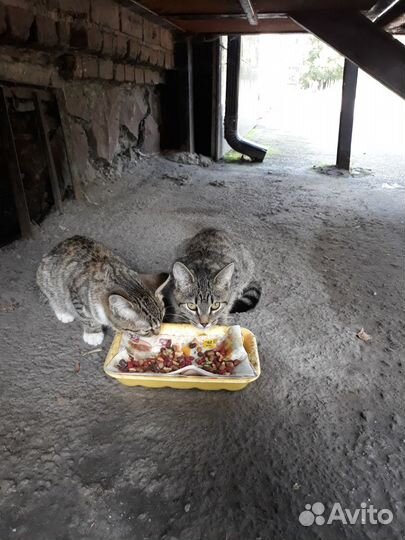 Замечательный котик и кошечка