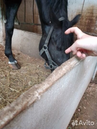 Амуниция для хоббихорса