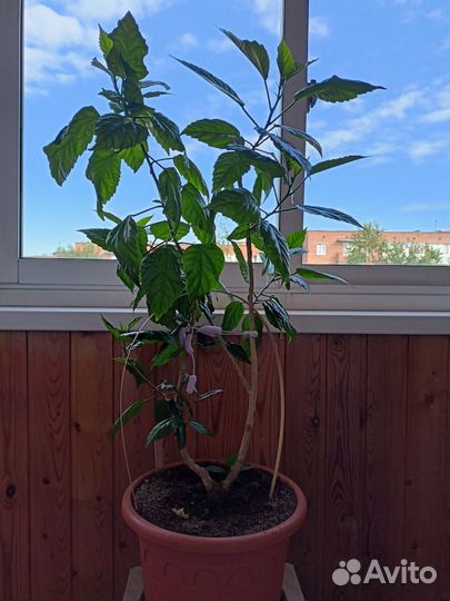 Денежное дерево,гибискус