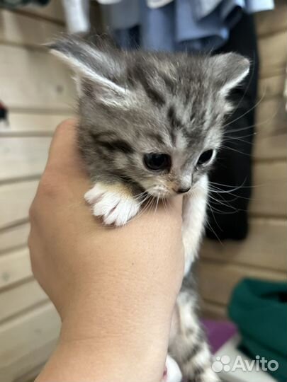 Котята отдам бесплатно