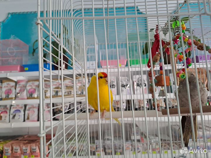 Попугай какарик