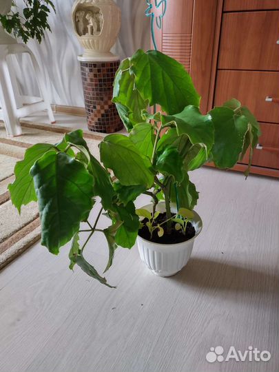 Тетрастигма