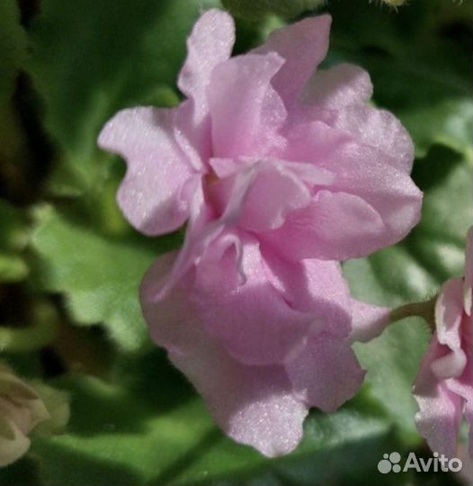 Фиалка Пельмешка и Ко