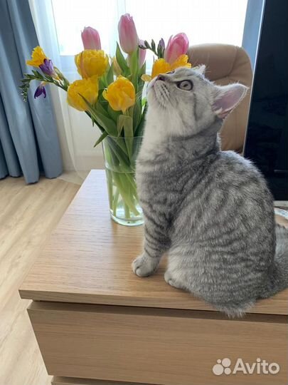 Вязка кот британская шиншилла