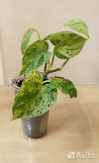 Филодендрон, сциндапсус, сингониум