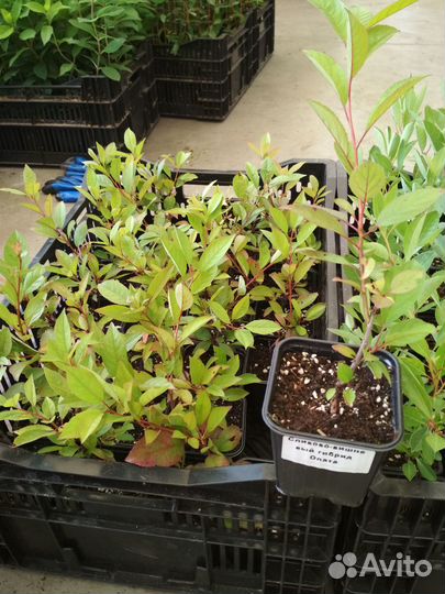 Сливово вишневый гибрид