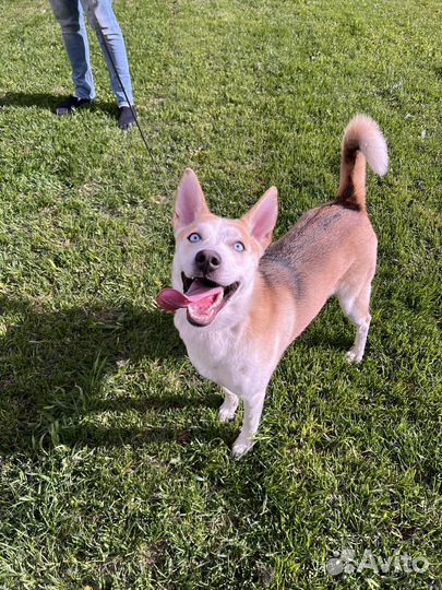 Метис Хаски лайка бесплатно