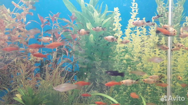 Продам аквариумных рыбок, улиток, растения и корм