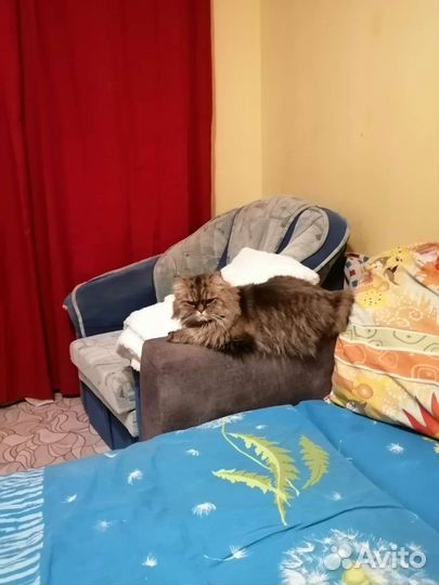 Передержка кошек