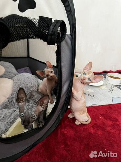 Котята сфинкс