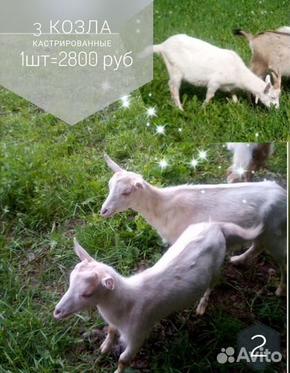 Зааненские козы