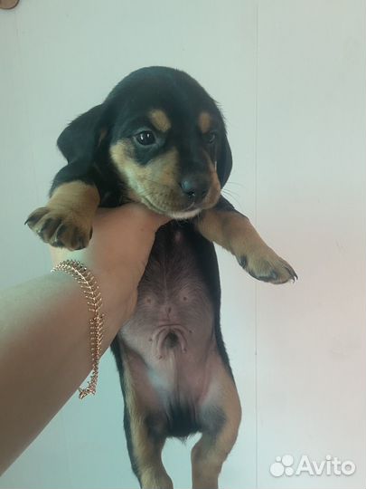 Собаки щенки таксы