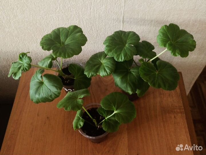 Черенки пеларгонии зональной