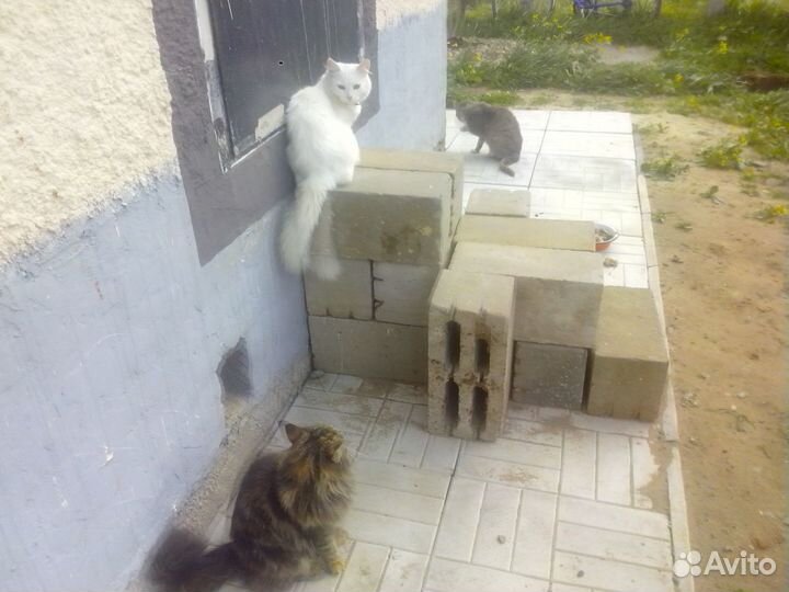 Передержка кошек