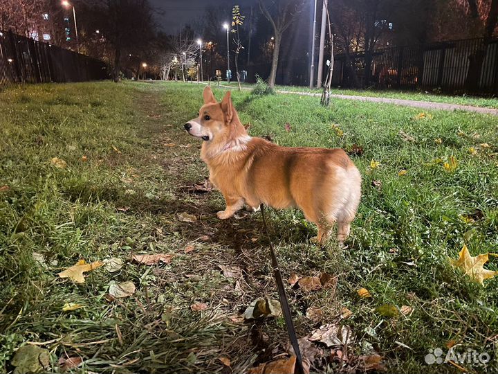 Вельш-корги пемброк вязка