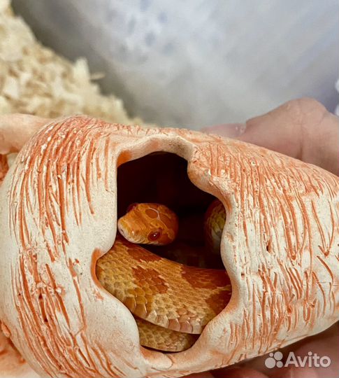 Змея маисовый полоз