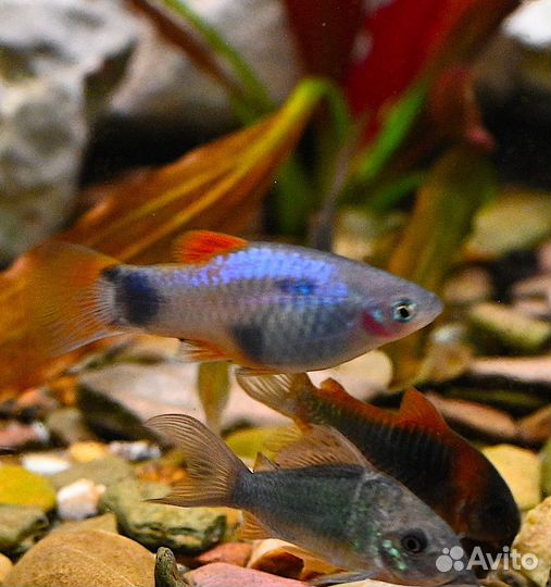 Аквариумные рыбки отдам бесплатно